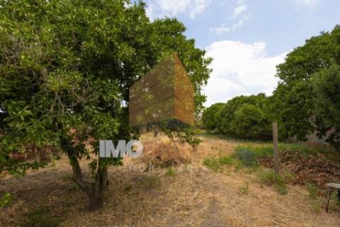 Conjunto 3 Moradias Independentes, Alpiarça – Ideal para Remodelação-Potencial de Rentabilidade