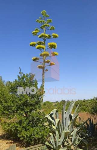 Terreno murado e vedado