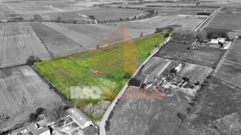 Terreno Agrícola de Excelência com 4,58 Ha em Alpiarça – Alta Produtividade