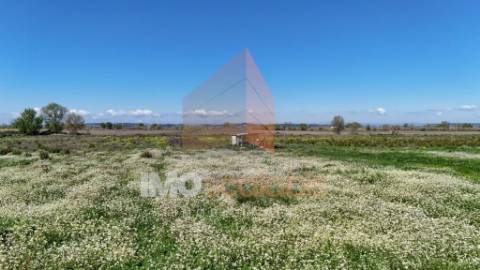 Terreno Agrícola de Excelência com 4,58 Ha em Alpiarça – Alta Produtividade