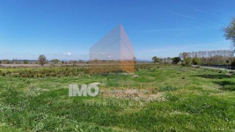 Terreno Agrícola de Excelência com 4,58 Ha em Alpiarça – Alta Produtividade