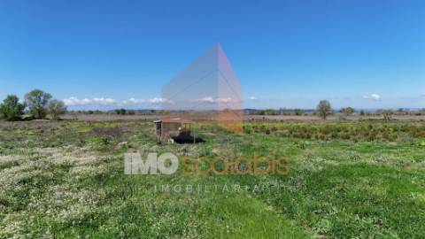 Terreno Agrícola de Excelência com 4,58 Ha em Alpiarça – Alta Produtividade