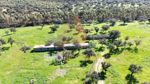 Herdade em Almeirim com 139 Hectares | Propriedade Agroflorestal no Ribatejo