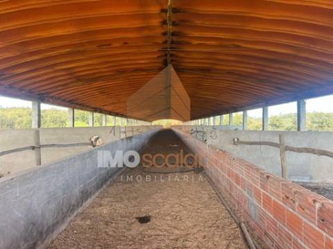 Herdade em Almeirim com 139 Hectares | Propriedade Agroflorestal no Ribatejo