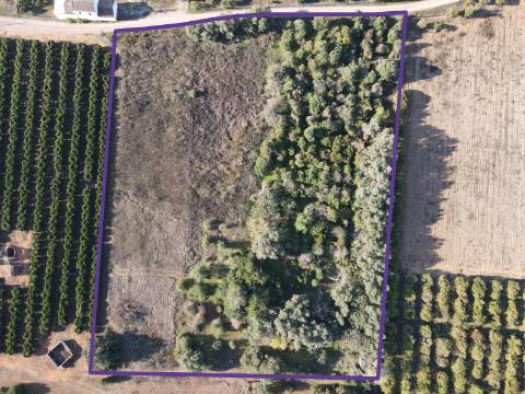 Terreno Rustico em Murtais - Moncarapacho - Fuzeta