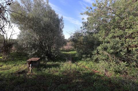 Terreno Rustico em Murtais - Moncarapacho - Fuzeta