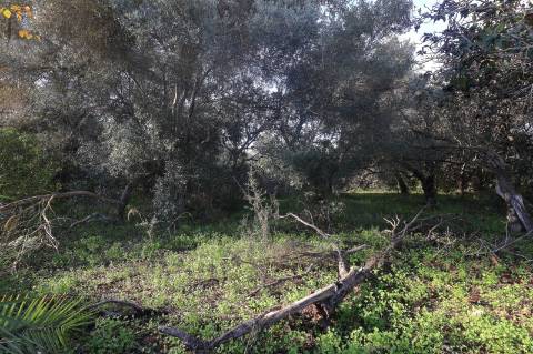 Terreno Rustico em Murtais - Moncarapacho - Fuzeta