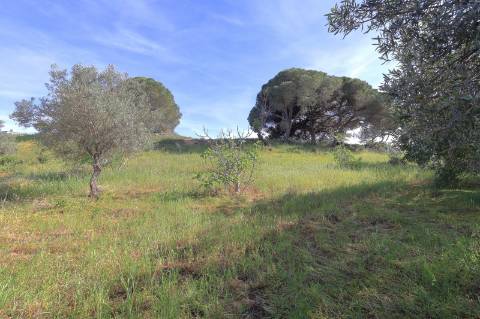 Terreno Urbanizável em Quatrim - Moncarapacho