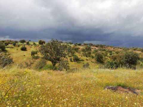 Venda de Quinta no Alentejo com Casa Tradicional, Piscina e 6 Hectares de Terreno - Vila Verde de Ficalho, Alentejo
