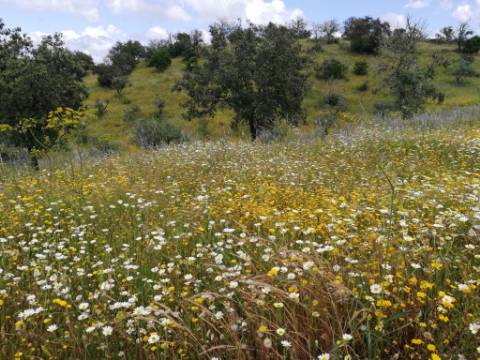 Venda de Quinta no Alentejo com Casa Tradicional, Piscina e 6 Hectares de Terreno - Vila Verde de Ficalho, Alentejo