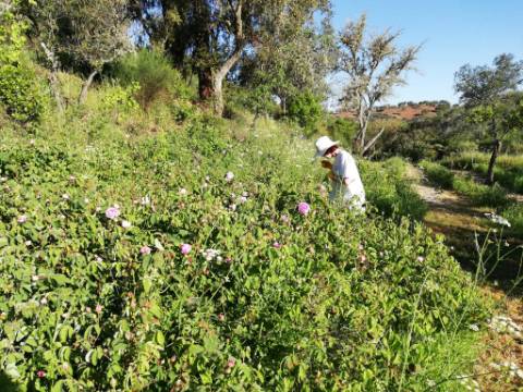 Venda de Quinta no Alentejo com Casa Tradicional, Piscina e 6 Hectares de Terreno - Vila Verde de Ficalho, Alentejo