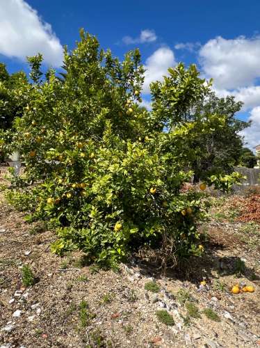Moradia de Prestígio em Sepins, Cantanhede Um Refúgio de Elegância Clássica e Luxo Contemporâneo