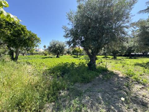 Excelente oportunidade para adquirir um Terreno no centro da Vila