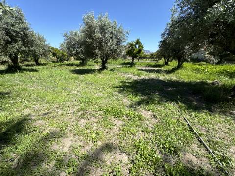 Excelente oportunidade para adquirir um Terreno no centro da Vila