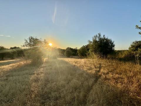 Terreno rústico com artigo urbano para reconstrução ou casa modular - Casa Branca (Sousel)