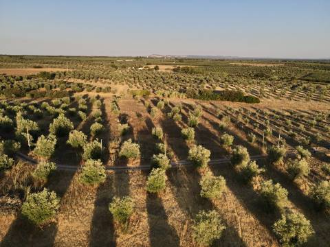 Terreno rústico com artigo urbano para reconstrução ou casa modular - Casa Branca (Sousel)