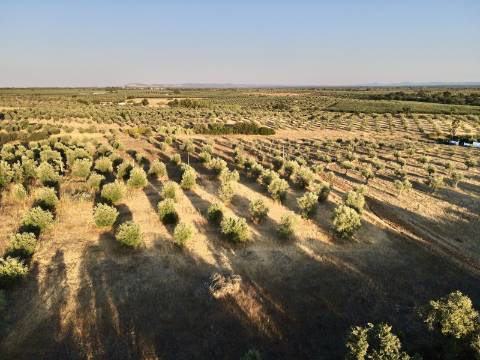 Terreno rústico com artigo urbano para reconstrução ou casa modular - Casa Branca (Sousel)