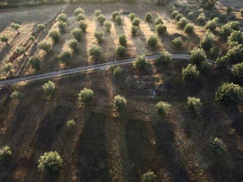 Terreno rústico com artigo urbano para reconstrução ou casa modular - Casa Branca (Sousel)