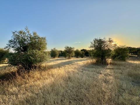 Terreno rústico com artigo urbano para reconstrução ou casa modular - Casa Branca (Sousel)