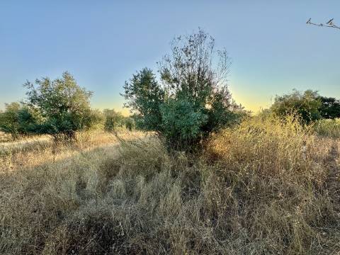 Terreno rústico com artigo urbano para reconstrução ou casa modular - Casa Branca (Sousel)