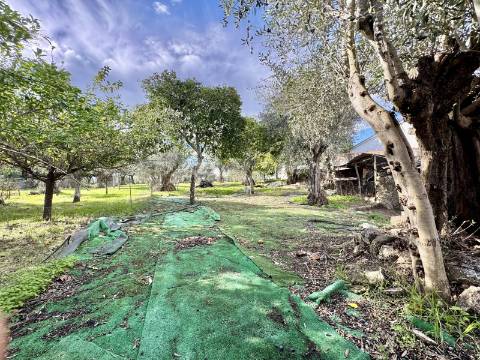 O Encanto do Alentejo em Vale do Peso / Casa com Quintal e Alma Alentejana