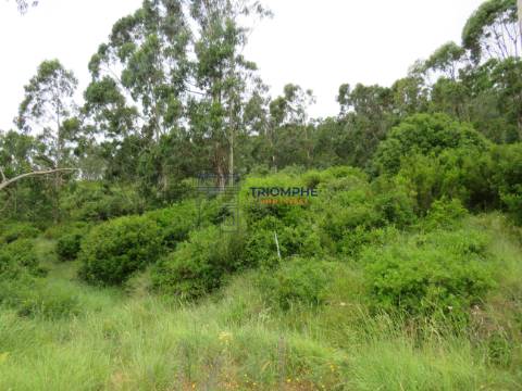 Terreno 11.000m2 - Com Viabilidade de Construção - Nazaré