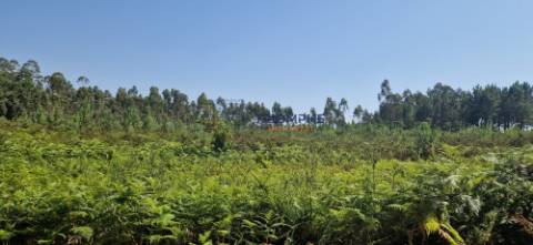 Terreno Rústico Pombal