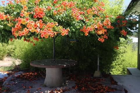 Moradia T5 com piscina Constância