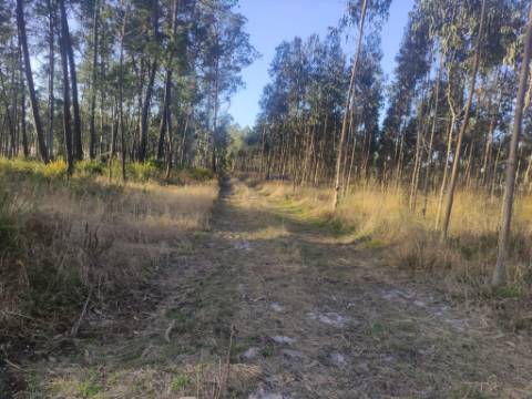Terreno Rústico com cerca de 4700 m2 na Fonte Santa, Marinha Grande