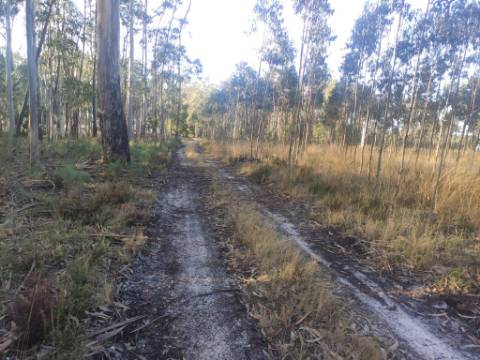 Terreno Rústico com cerca de 4700 m2 na Fonte Santa, Marinha Grande
