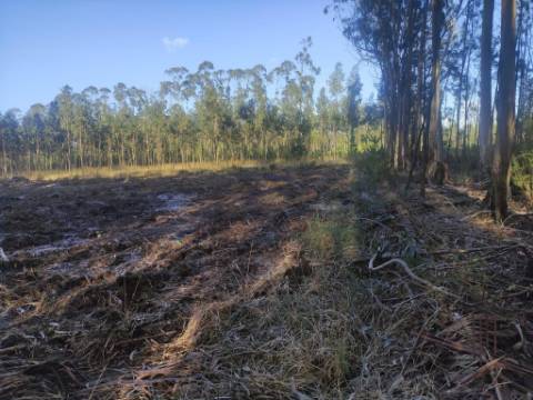 Terreno Rústico com cerca de 4700 m2 na Fonte Santa, Marinha Grande