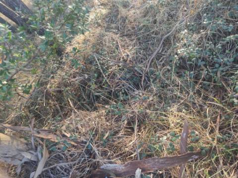 Terreno Rústico com cerca de 4700 m2 na Fonte Santa, Marinha Grande