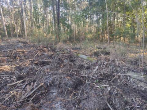 Terreno Rústico com cerca de 4700 m2 na Fonte Santa, Marinha Grande