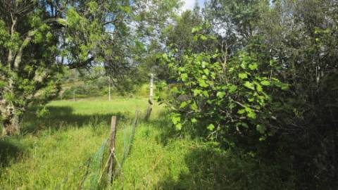 Terreno Rústico Urbanizável, Paialvo, Tomar