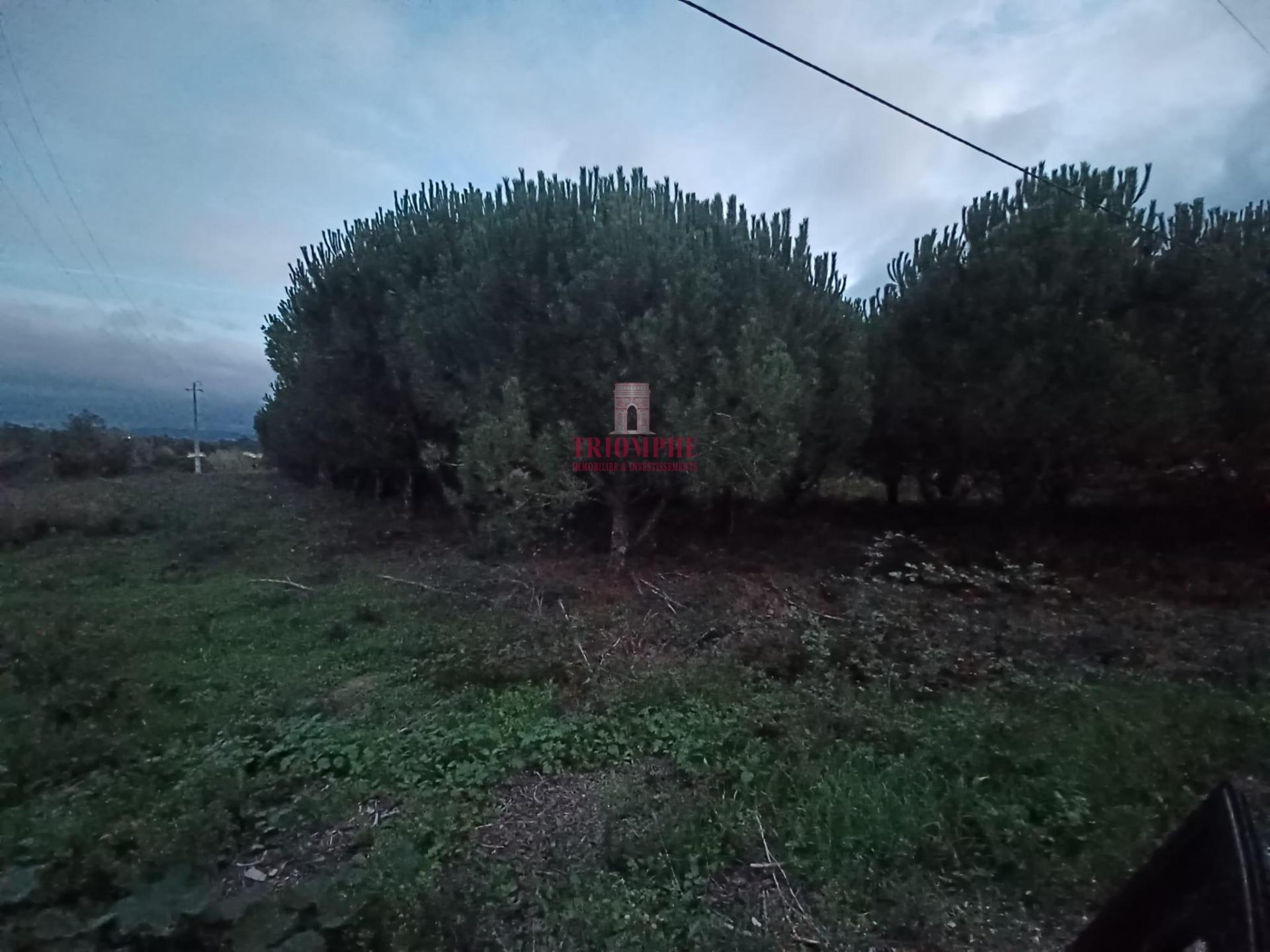 Terreno Rústico 11.500m2, Batalha