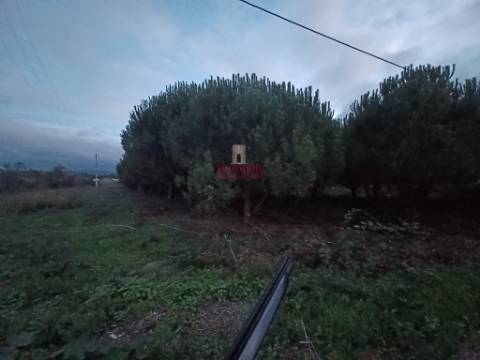 Terreno Rústico 11.500m2, Batalha