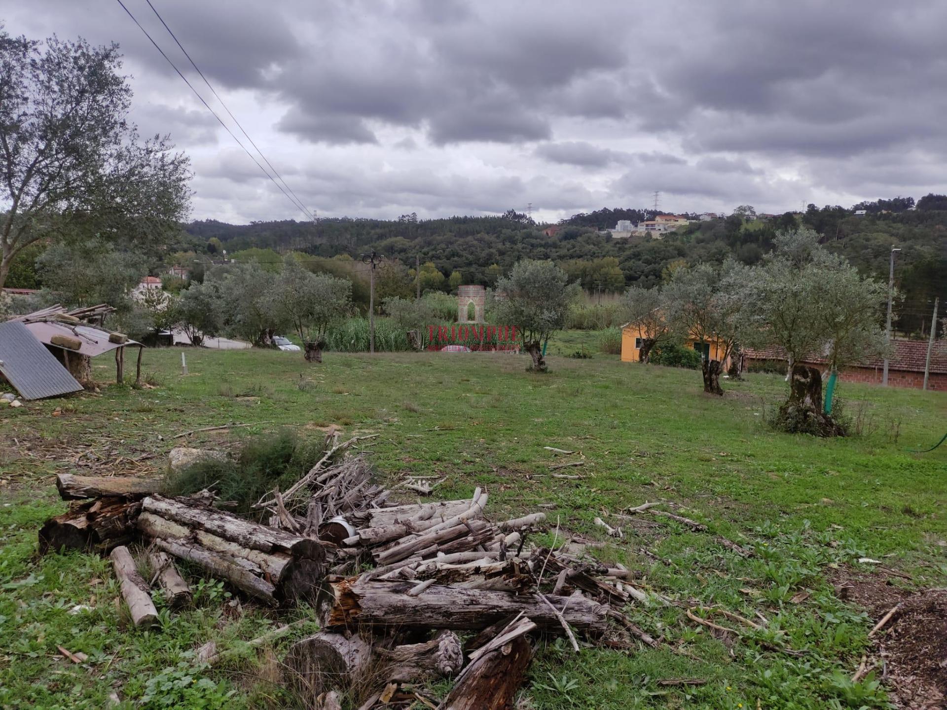 Terreno com 539 m2 com Oliveiras em Milagres, Leiria