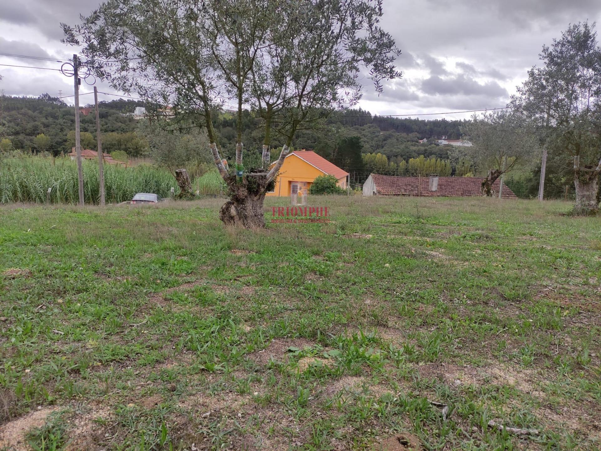 Terreno com 539 m2 com Oliveiras em Milagres, Leiria