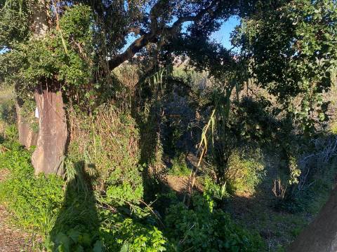 Terreno Marrazes-Leiria Gare