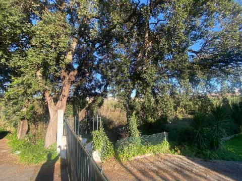 Terreno Marrazes-Leiria Gare