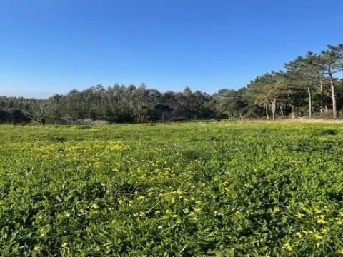 Terreno com Viabilidade de Construção moradia unifamiliar em Alfeizerão, Alcobaça