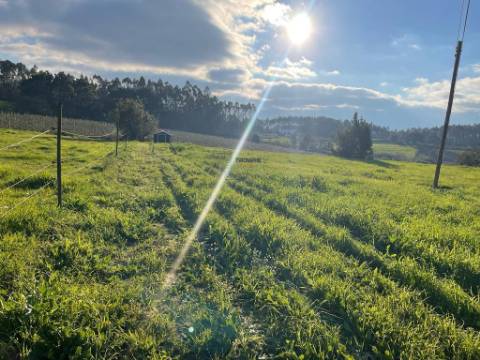 Terreno com Viabilidade de Construção moradia unifamiliar em Alfeizerão, Alcobaça