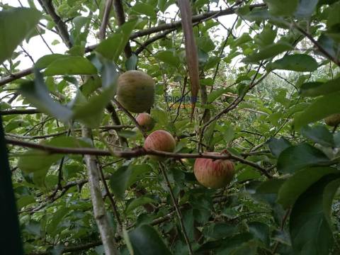 Terreno de 3463m2 com Ruina uma antiga Azenha em   Alfeizerão