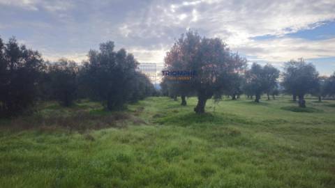 Terreno rústico com 29000m2, Montalvo, Constância