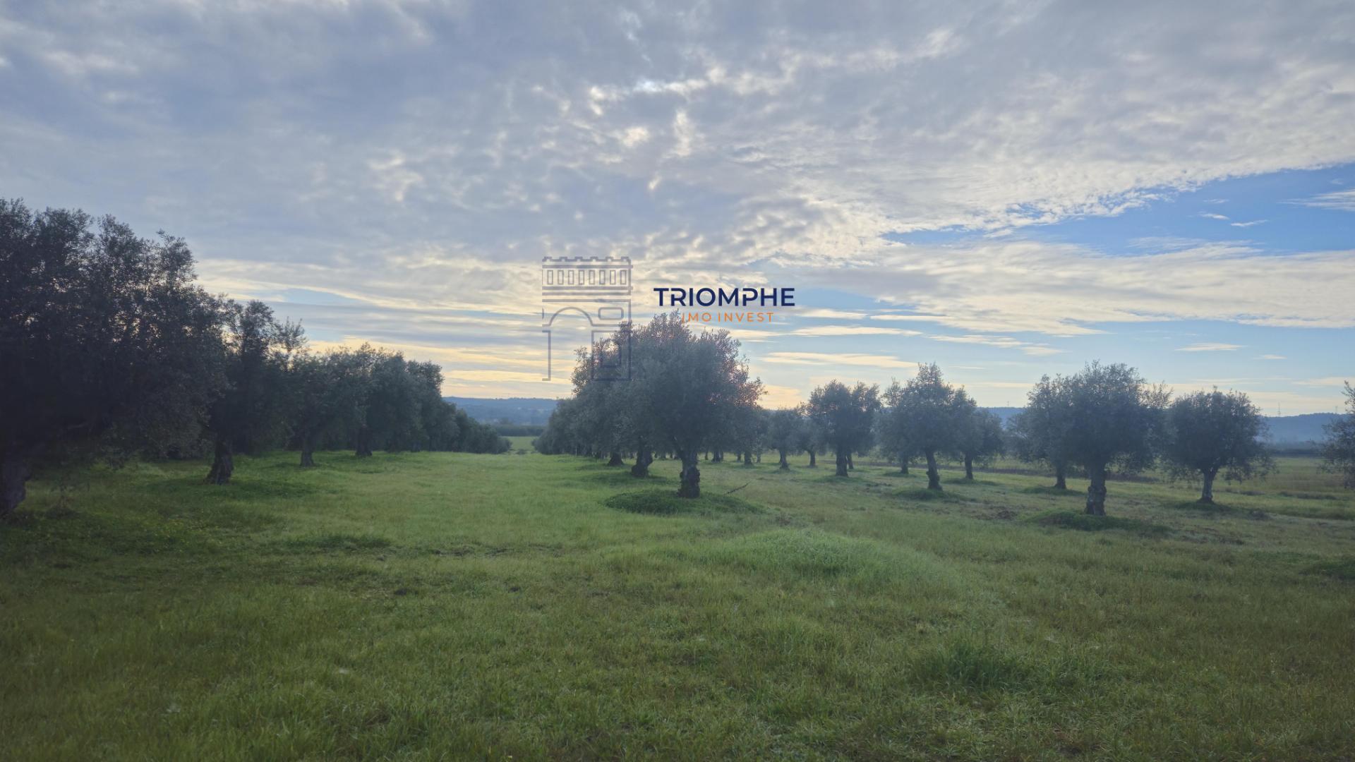 Terreno rústico com 29000m2, Montalvo, Constância