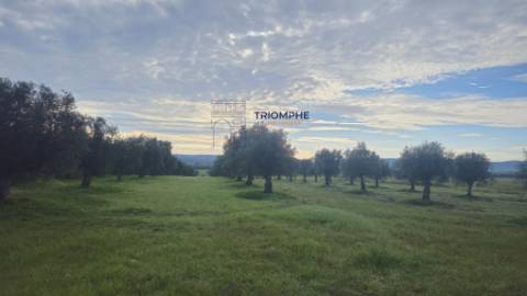 Terreno rústico com 29000m2, Montalvo, Constância