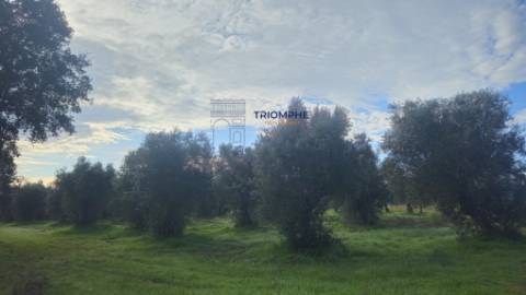 Terreno rústico com 29000m2, Montalvo, Constância