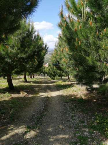 Terreno Misto com área total 7040 m2  Cadaval