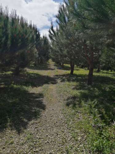 Terreno Misto com área total 7040 m2  Cadaval