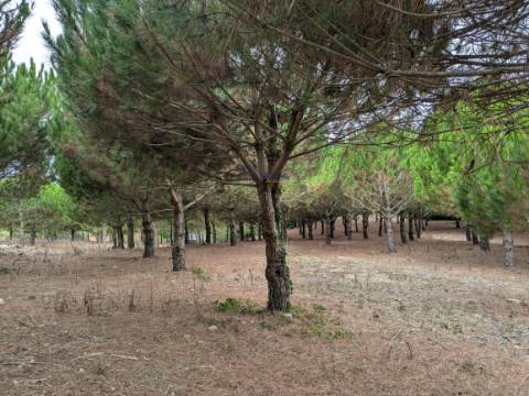 Terreno Misto com área total 7040 m2  Cadaval